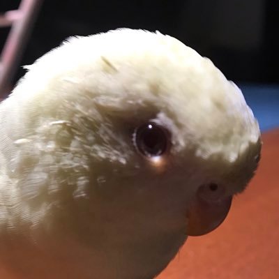 I'm. #ButterBurb, king of the Buttery Burbs. I'm a creamino Lineolated Parakeet. I chirp