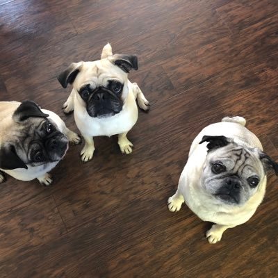 Pug siblings in Knoxville, TN