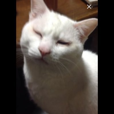 maru08975463's profile picture. ネコの名前はポンです アルビノなので、耳が聞こえません 猫の事ですよ インスタに ポンちゃん居ます🤗https://t.co/vLwpsFBLle