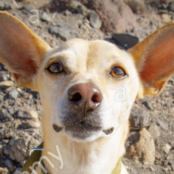 pepito2003's profile picture. 