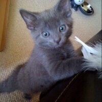 Kiri Jimmieson (@kiri_j) 's Twitter Profile