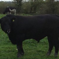 William O’Flynn (@billof2) 's Twitter Profile