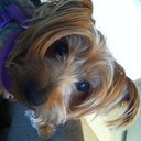 Penny McDowell - @PennyMcPup - Twitter