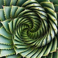 Plant (@plantmath1) 's Twitter Profile Photo Plant (@plantmath1) 's Twitter Profile Photo