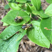 a bookish beekeeper(@monica_roe) 's Twitter Profileg