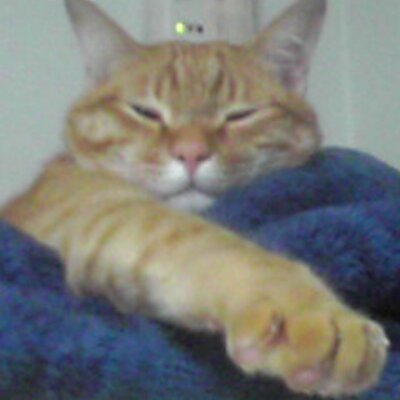 番鳥のプロフィール写真