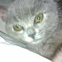 ela acosta - @eladoresacosta - Twitter