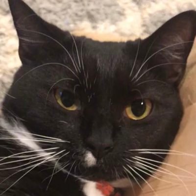 creambeanjeans's profile picture. my Neme iz Bean I m 3 yeers oald,,, I waunt sPanks #cattwitter #catsoftwitter