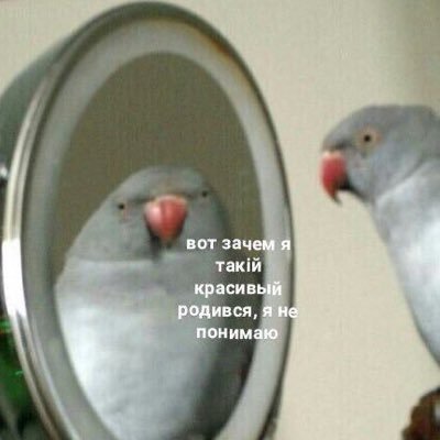 crvlt's profile picture. сыр и оральный секс