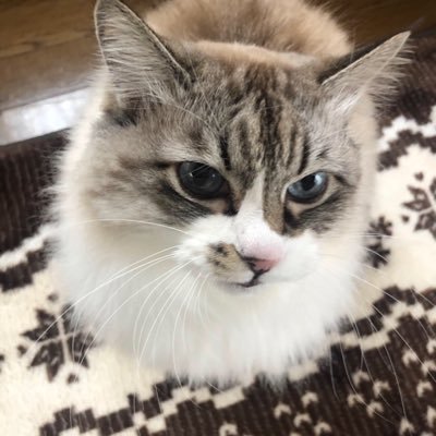 arimari68334869's profile picture. ビビリで甘えん坊のカルネ。もふもふチャンネル ルーちゃんです。 #もふもふ #ニャンコ #癒し https://t.co/Oaan9m1WdJ