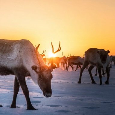 Travel Guide to Lapland - The Magic & Myth!