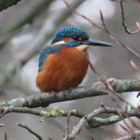 MHP Nature Group (@mhpnaturegroup) 's Twitter Profile