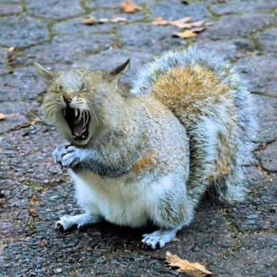 忍者さんのプロフィール画像