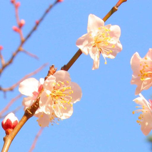 身近な風景の写真を撮ったりしています。
最近では、一年を自然や花々の風景写真で彩るカレンダーの作成を始めまして、ご販売の時期にはDMやリプライでご紹介をさせて頂けましたらと思っておりますので、気に入られて頂けましたら嬉しく思います。
あと漫画に小説やアニメにSFや時代劇なども結構好きで、自宅で料理もします(^_^)