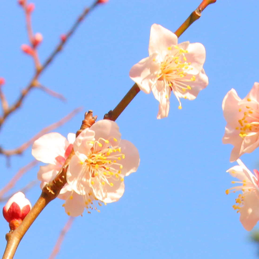 身近な風景の写真を撮ったりしています。
最近では、一年を自然や花々の風景写真で彩るカレンダーの作成を始めまして、ご販売の時期にはDMやリプライでご紹介をさせて頂けましたらと思っておりますので、気に入られて頂けましたら嬉しく思います。
あと漫画に小説やアニメにＳＦや時代劇なども結構好きで、自宅で料理もします(^_^)