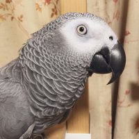 めい@ヲタク女子と動物達 (@yumwsabi) Twitter profile photo