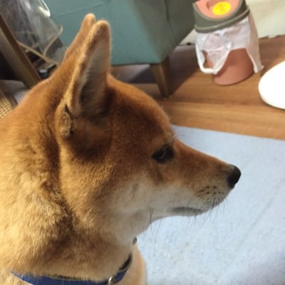 白熊2号 ねこあつめ わーい しろちゃうず さんのうずをばっちり撮ったよー ノ ノ