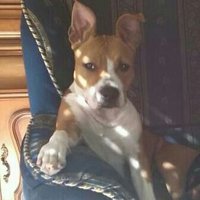 jose miguel honty (@josemiguelhonty) 's Twitter Profile