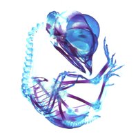Tschopp Lab (@tschopplab) 's Twitter Profile Photo Tschopp Lab (@tschopplab) 's Twitter Profile Photo