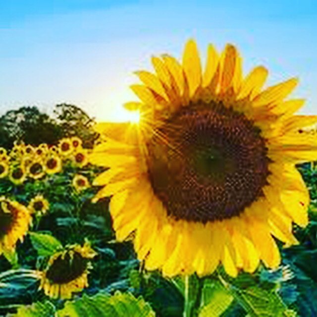 Sunflower lodge mental health is a new founded community interest company; fundraising to build a rehabilitation and respite lodge in Cornwall.