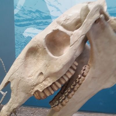 OrovasGungnir's profile picture. El necio nomada
26
/Mex/A12