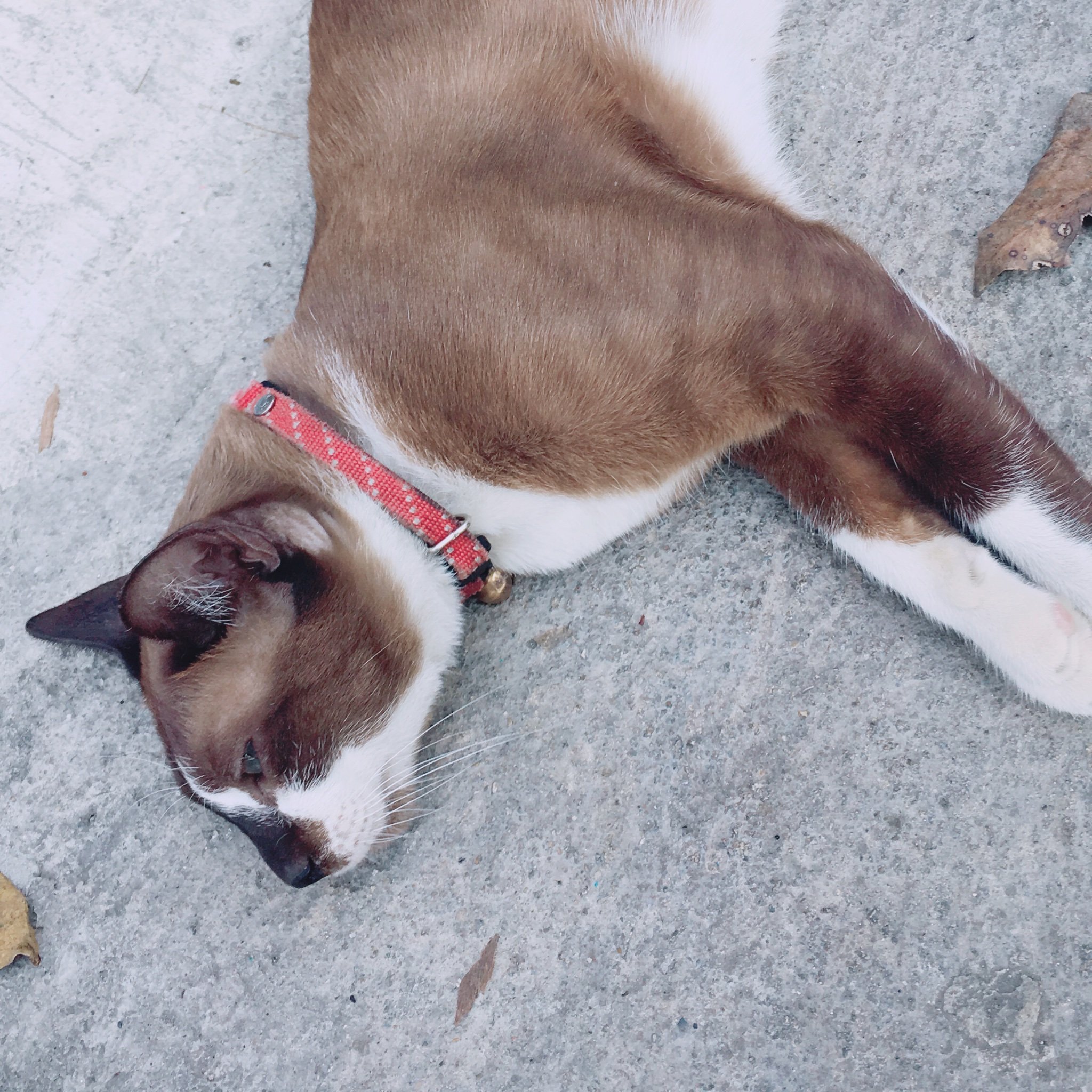 Dominokk1's profile picture. รักจิงนะจ้ะ