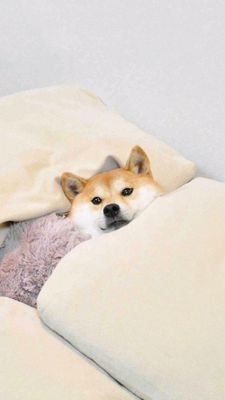 1YQhYHapCZ7EKQn's profile picture. 2世です。