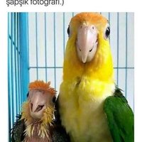 brcn.sy. (@ssulali) 's Twitter Profile