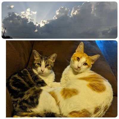 icanseethesky2's profile picture. 🇬🇧かぶれが宮島にて日系🇺🇸🦷👨‍⚕人と運命的出会い2018年年末にK1ビザ→AOSでTexasに移住🤠/ミスチル♫//Liverpool⚽/スペ語DELE B1🇪🇸/USCPA勉強中/犬猫🐕🐈💕/在宅Accountant/2022.07🐘2024.3 Mom of 2👶👶