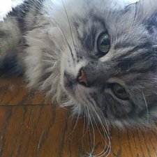 にゃんちゅう★清潔・丁寧を心がけます 楽天市場】谷口紙業 HDシリーズ にゃんボールニクキュウHD HD000000004