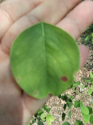 Sos202012's profile picture. football