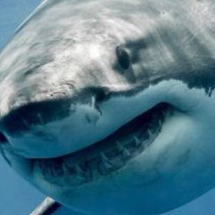 unwisergoblin's profile picture. Likes playing video games (I prefer shooters) playing outside with friends and I love sharks I love and care for the ocean and it’s creatures