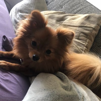 Tiktok @highheatrichie 91k follows 70 million views 4.1 million likes food ASMR art NFTs. 5th year options swing/position trader off of UOA. @chefboirdoge NFTS