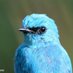 BirdingWithSelva (@vselvarajan) Twitter profile photo BirdingWithSelva (@vselvarajan) Twitter profile photo
