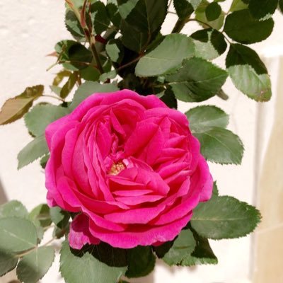 سيقر الله عيناكَ بما ترجُوا ، فصبراً جميلاً. 🕊