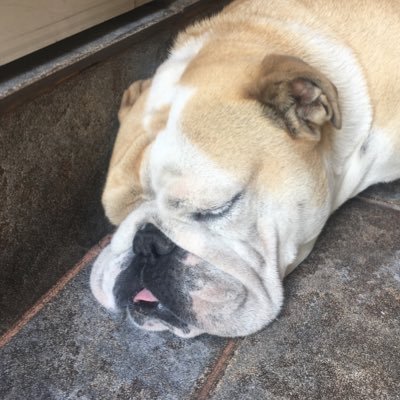 josedeiqq's profile picture. 