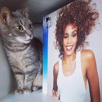 WhitneyHoustonFans(@WhitHoustonStan) 's Twitter Profile Photo