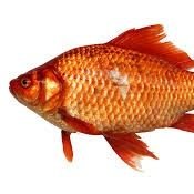 KarloproF's profile picture. 3k subs | .