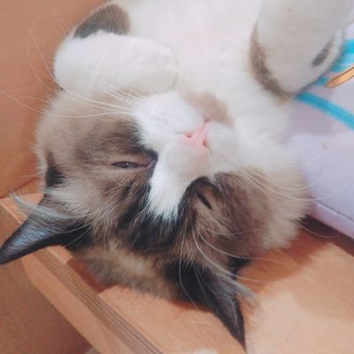 ちゃくさんのプロフィール画像