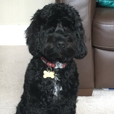 Black cockapoo Yorkshire lass. Loves treats muddy walks, playing bawlie, fetching sticks barking at animals on the telly Dislikes the hoover and the bin lorry