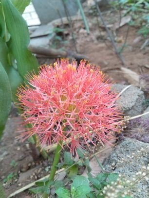 YVagvala's profile picture. 