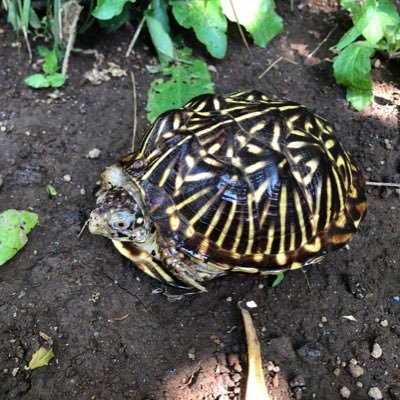 多分、カメ好き。その他も色々。どっかの動物園に行って一日中ぼーっとしていたいです。