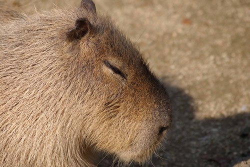 zf4hp16's profile picture. まったり暮らしてます