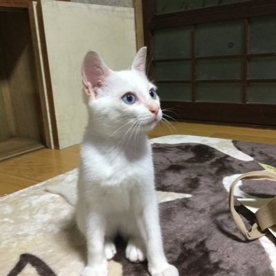 yoshi［水彩画家］さんのプロフィール画像