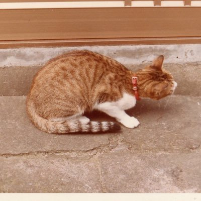 Koba65712's profile picture. モンキーBAJAカスタム中の為その間に乗れるバイクを・・・でVTR1000F買ってしまったorz 猫、写真Nikon D7200(人物以外)、バイク関係が多いと思います。 VTR1000F乗る間が無い モンキーBAJA組む暇も無いorz