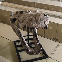 Texas Vert Paleo Collections (@texasvertpaleo) 's Twitter Profile Photo