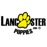 LancasterPuppies(@LancasterPuppie) 's Twitter Profile Photo