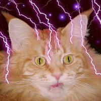 Laura Young (@catsmyau) 's Twitter Profile