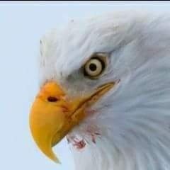 HuCjOSCP9ZUBf0v's profile picture. الشاهين