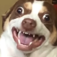 Zeldri (@zeldrifr) 's Twitter Profile